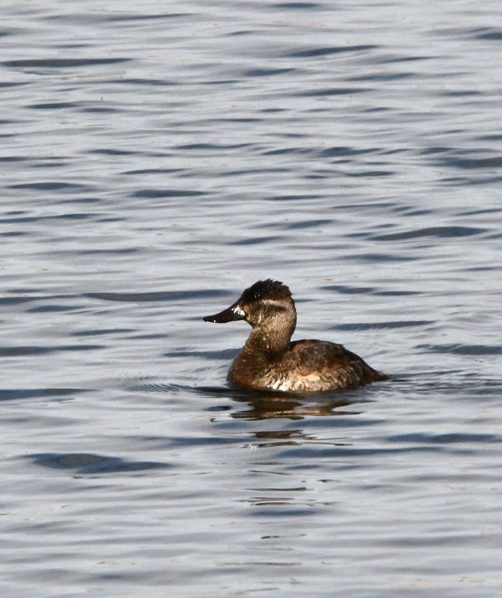 Ruddy Duck - ML609907900