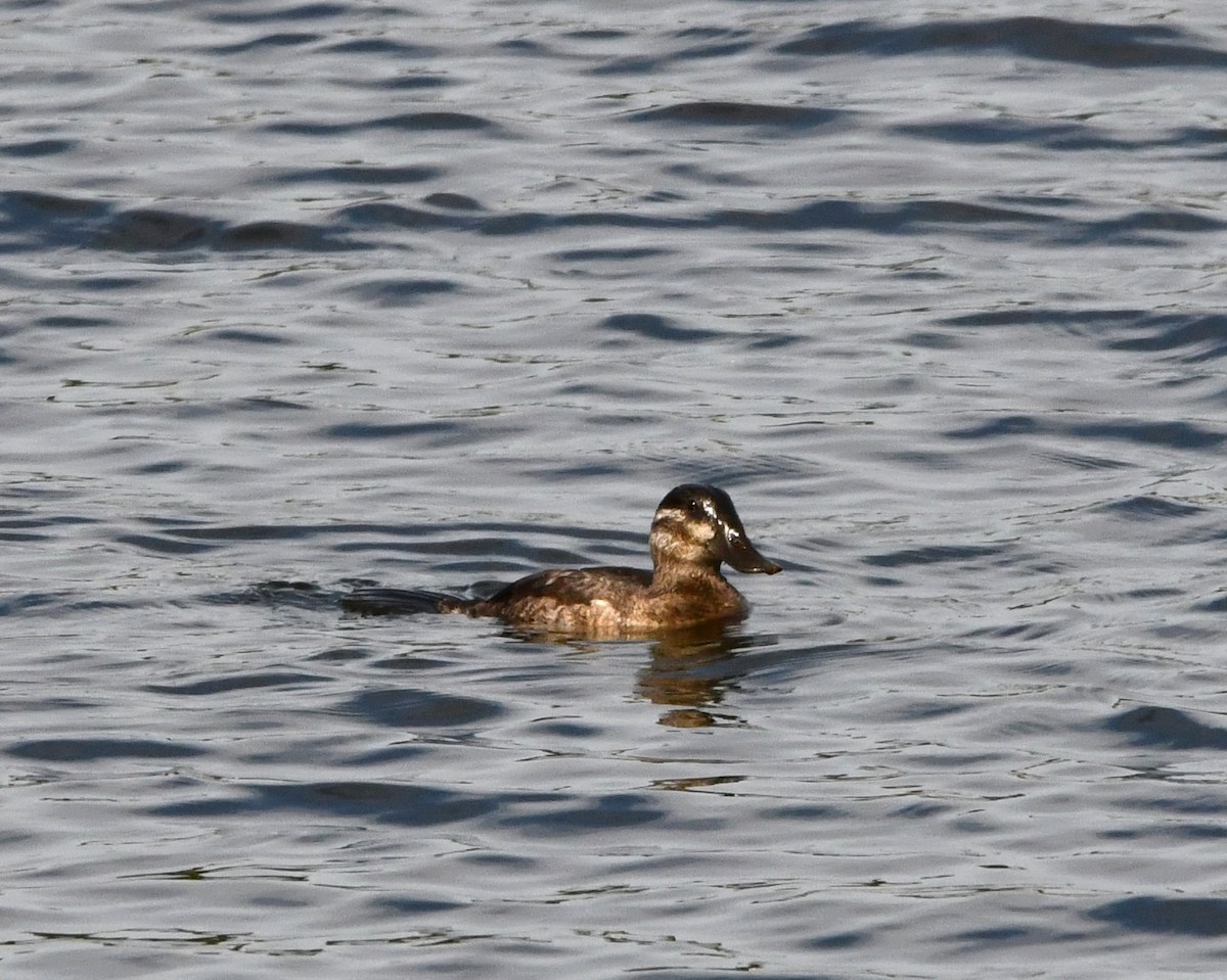 Ruddy Duck - ML609907907