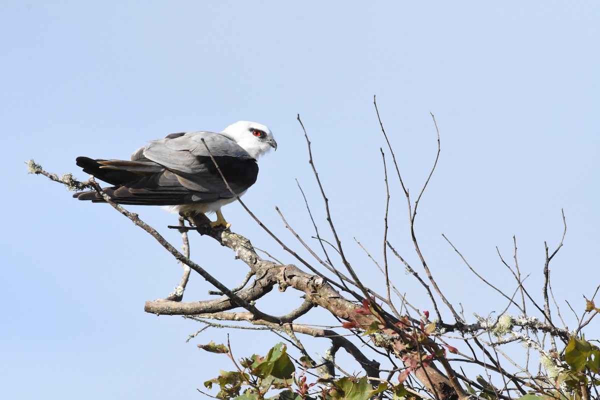Black-shouldered Kite - ML609907933