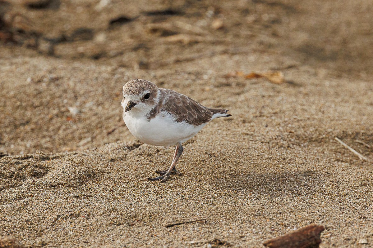 Snowy Plover - ML609907956