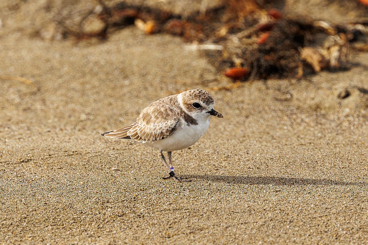 Snowy Plover - ML609907957