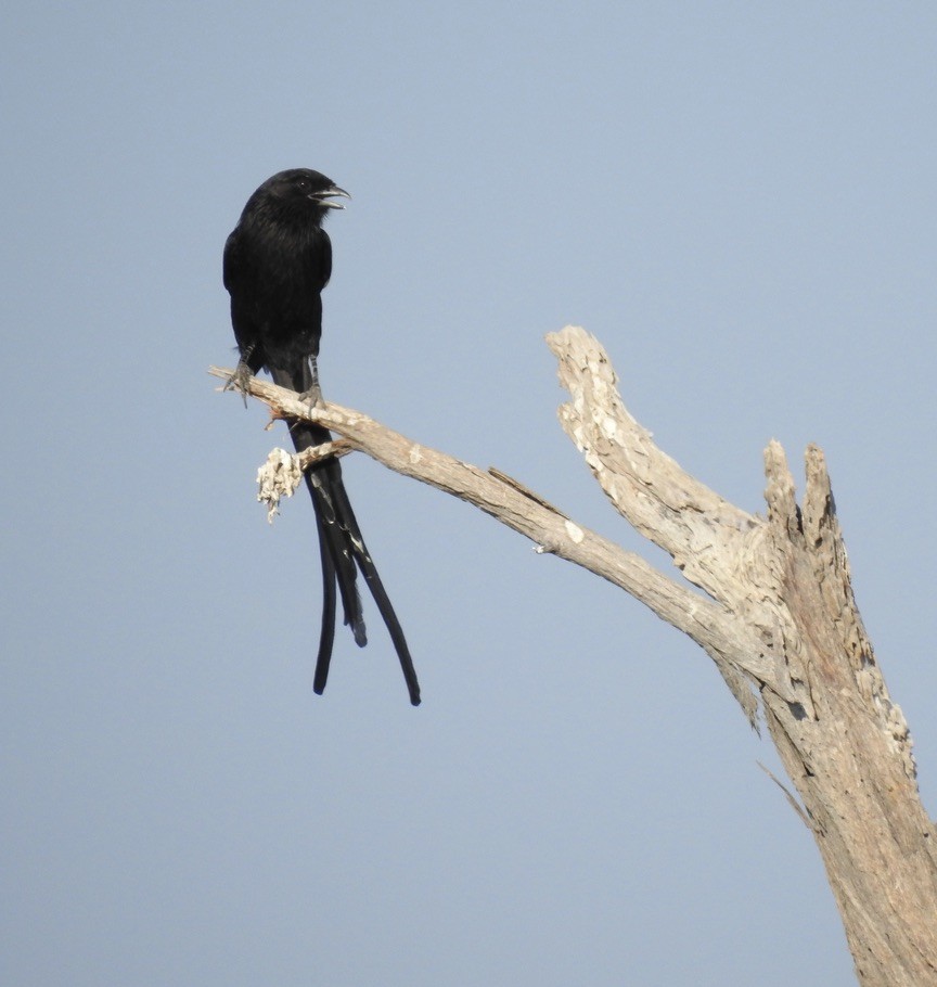 Magpie Shrike - ML609907976