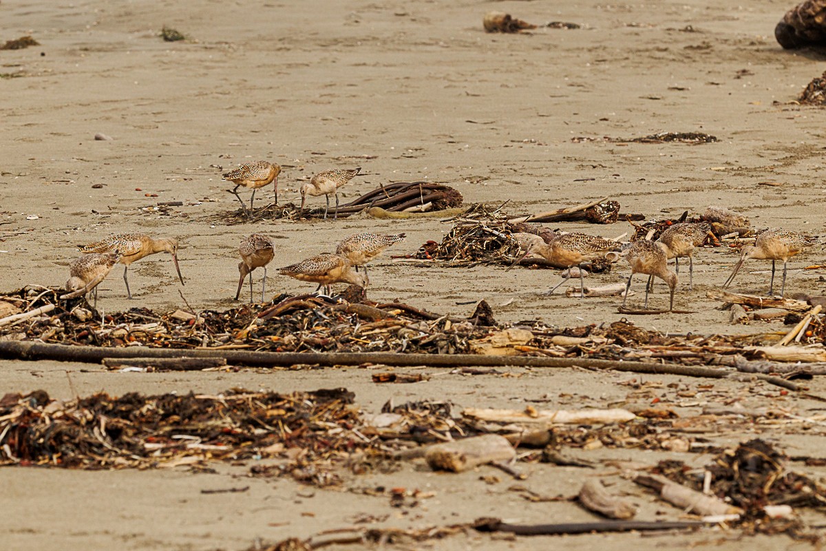 Marbled Godwit - ML609907988