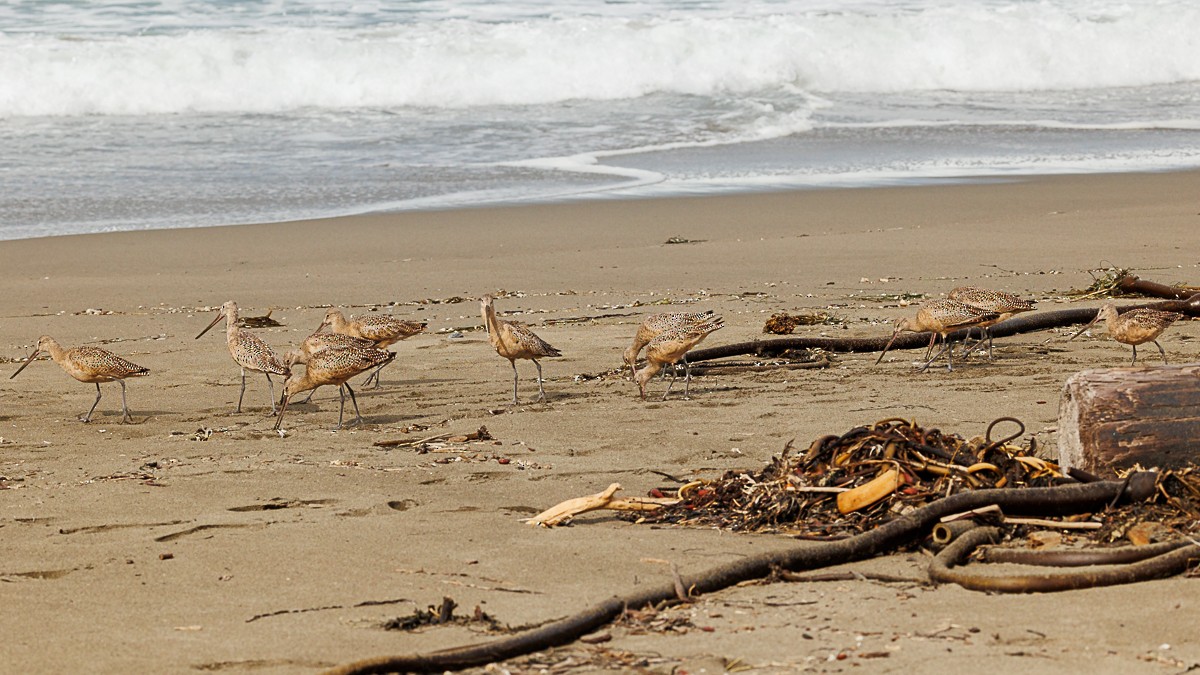 Marbled Godwit - ML609907989