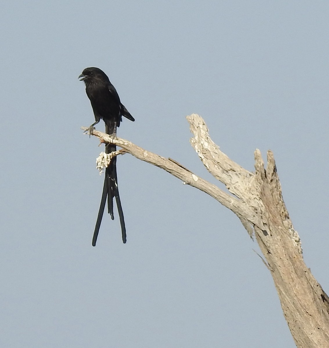 Magpie Shrike - ML609907997