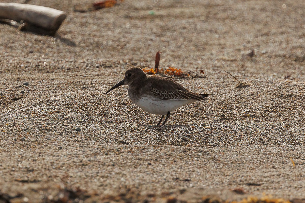 Dunlin - Cathy Beck