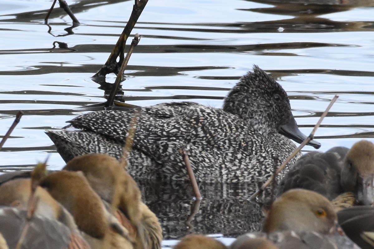 Freckled Duck - ML609908028