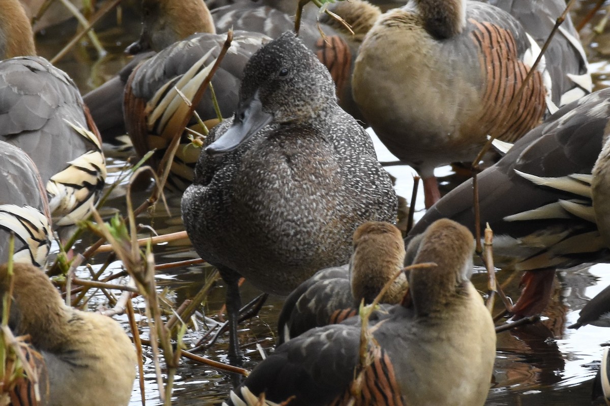 Freckled Duck - ML609908029