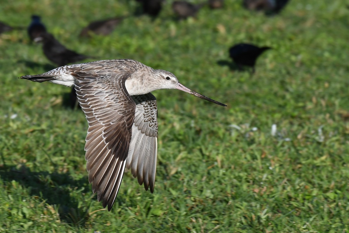 Bar-tailed Godwit (Siberian) - Bill Eisele