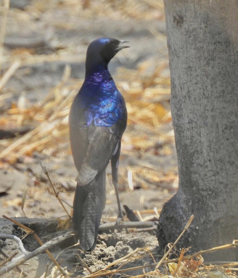 Burchell's Starling - ML609908053