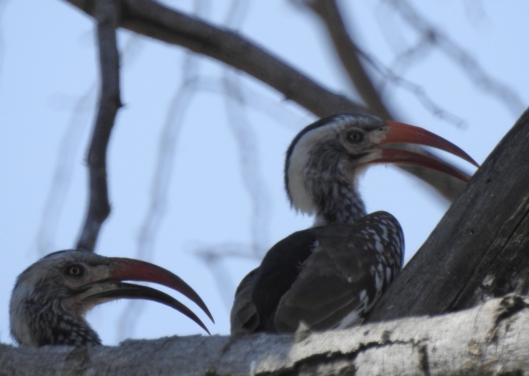 Southern Red-billed Hornbill - ML609908082