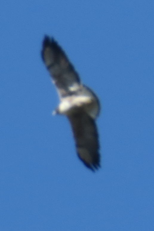 White-tailed Hawk - ML609908099