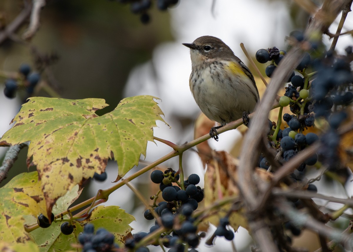 Yellow-rumped Warbler (Myrtle) - Jake Nafziger