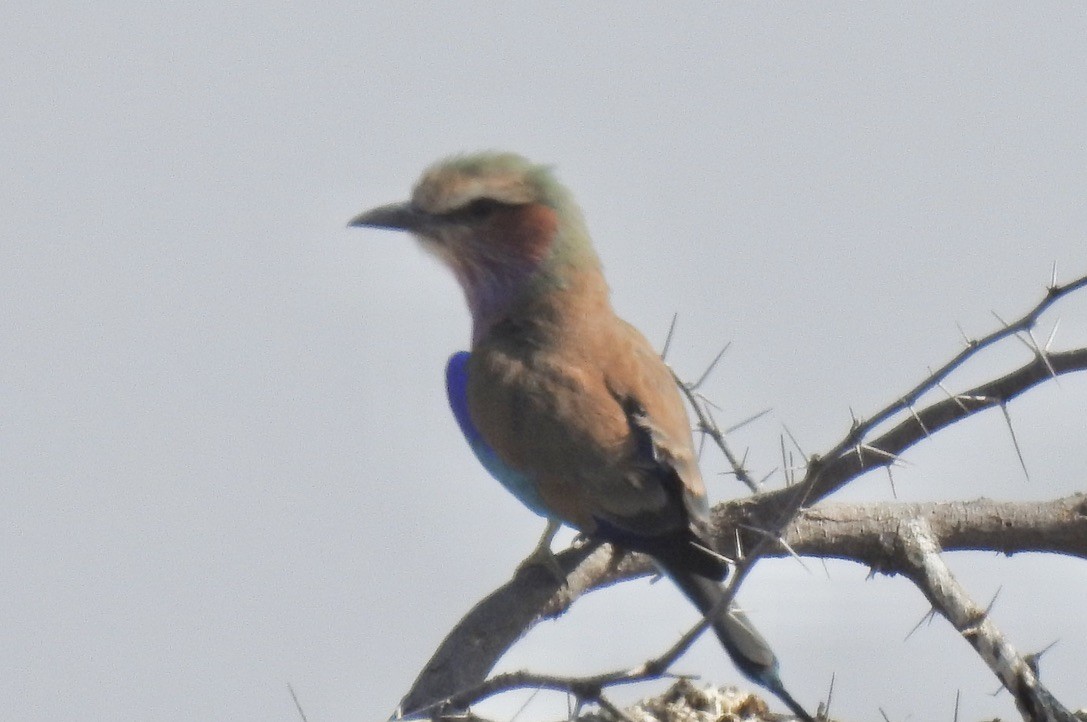 Lilac-breasted Roller - ML609908205