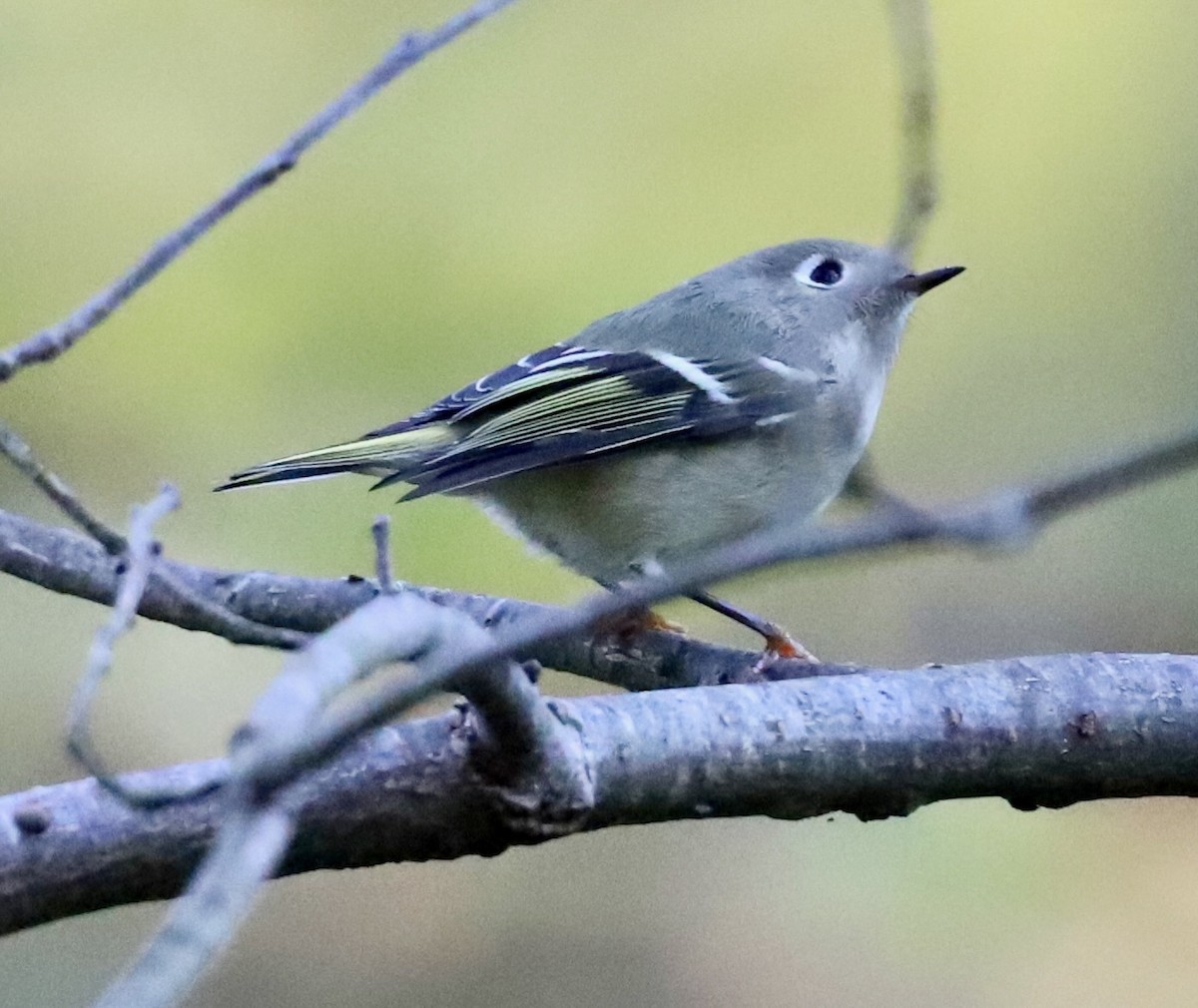 Roitelet à couronne rubis - ML609908206