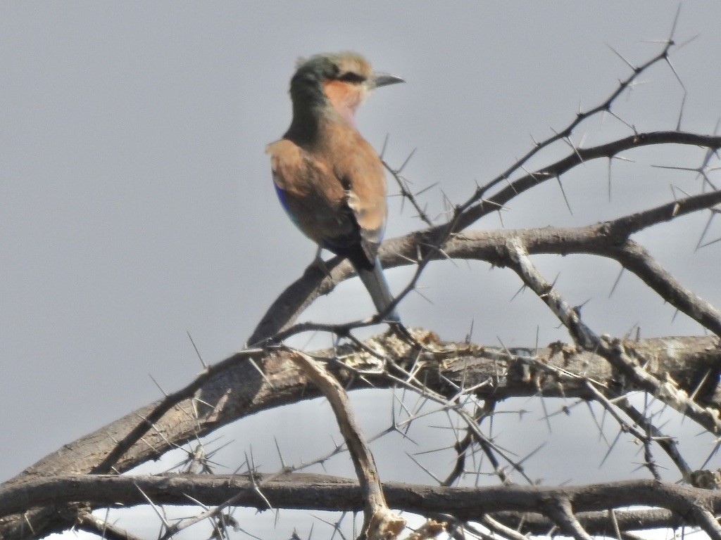 Lilac-breasted Roller - ML609908215