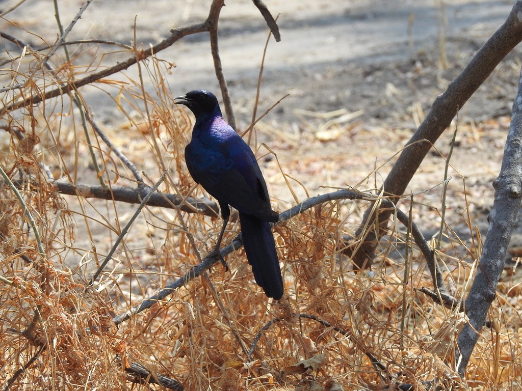 Burchell's Starling - ML609908249