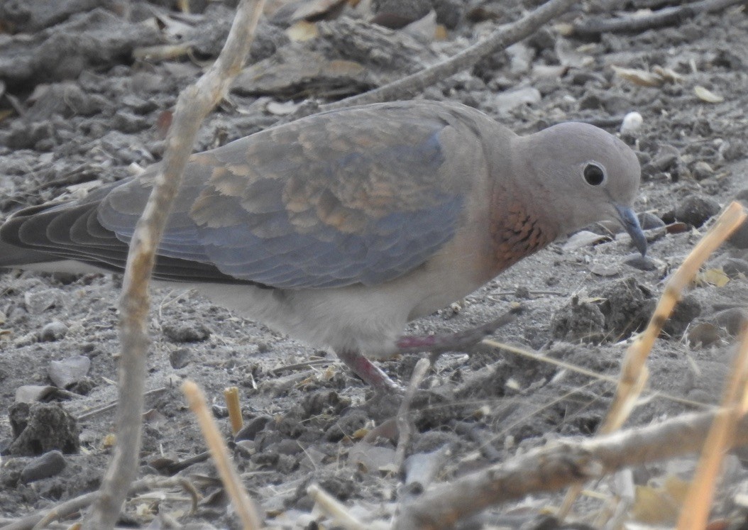 Laughing Dove - ML609908262
