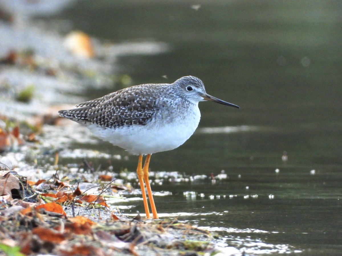 Greater Yellowlegs - ML609908273