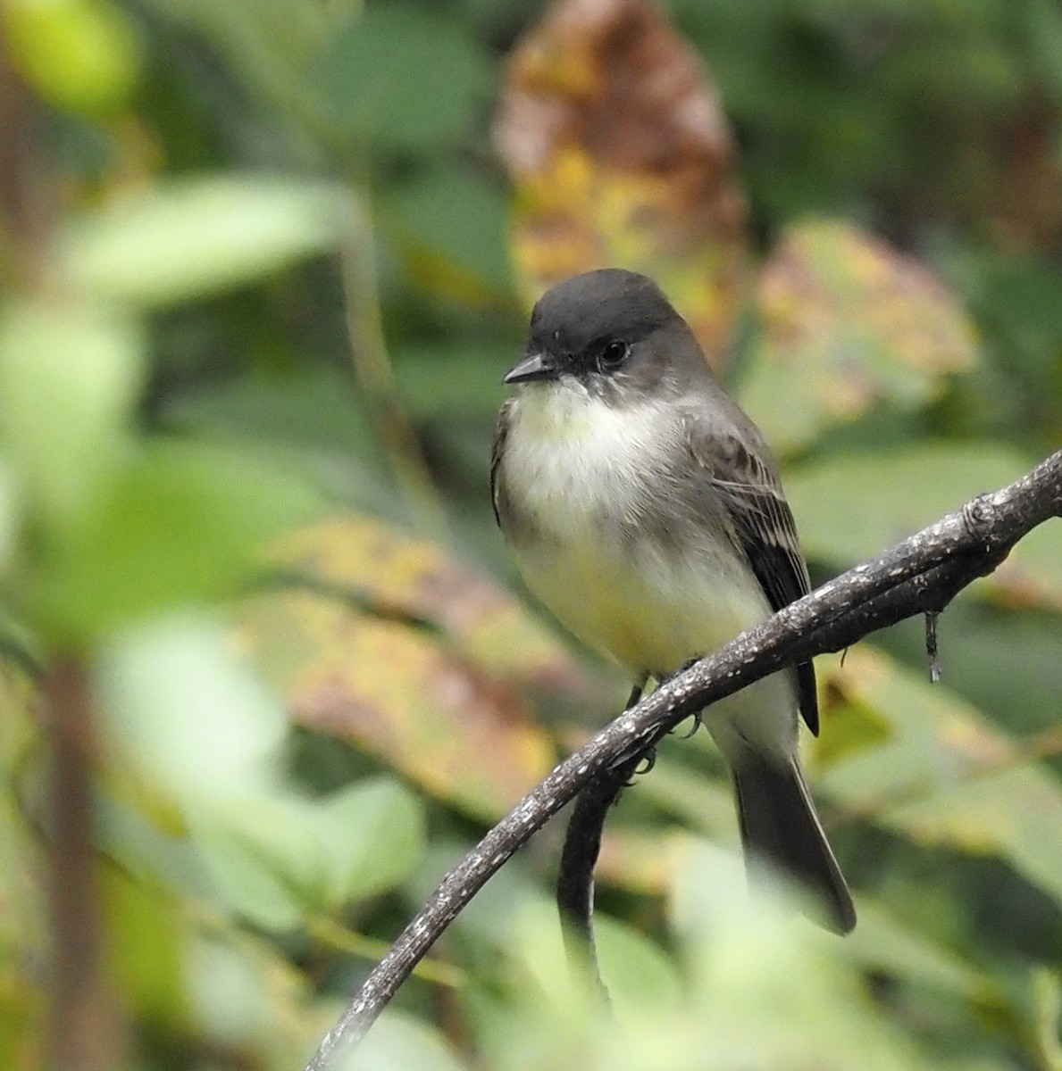 Ak Karınlı Fibi - ML609908275