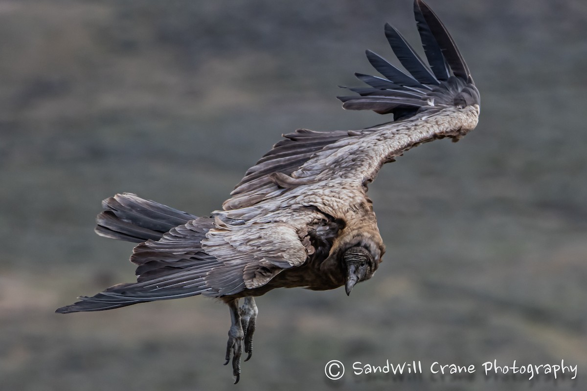 Andean Condor - ML609908315