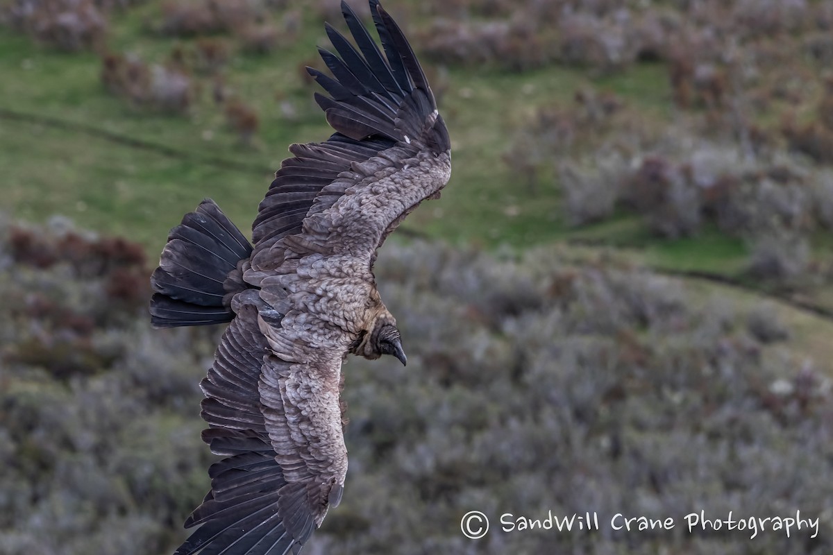 Andean Condor - ML609908318