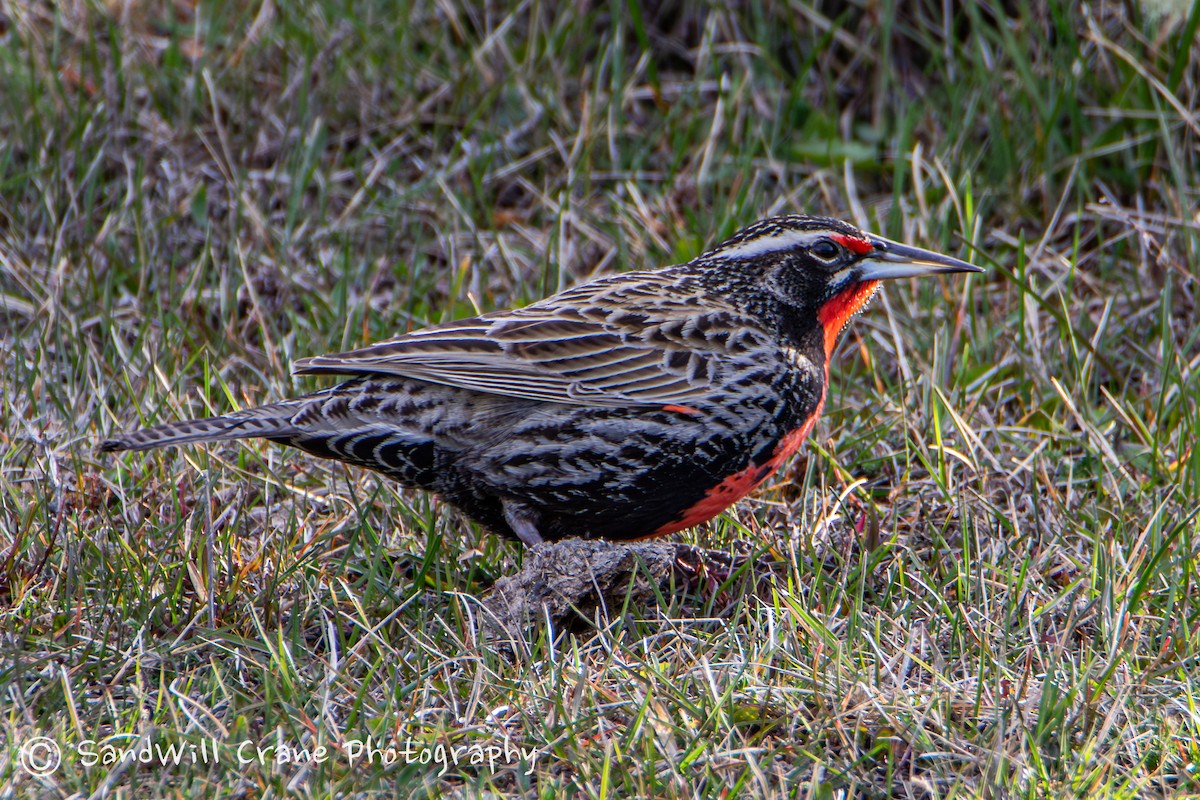 Long-tailed Meadowlark - ML609908323