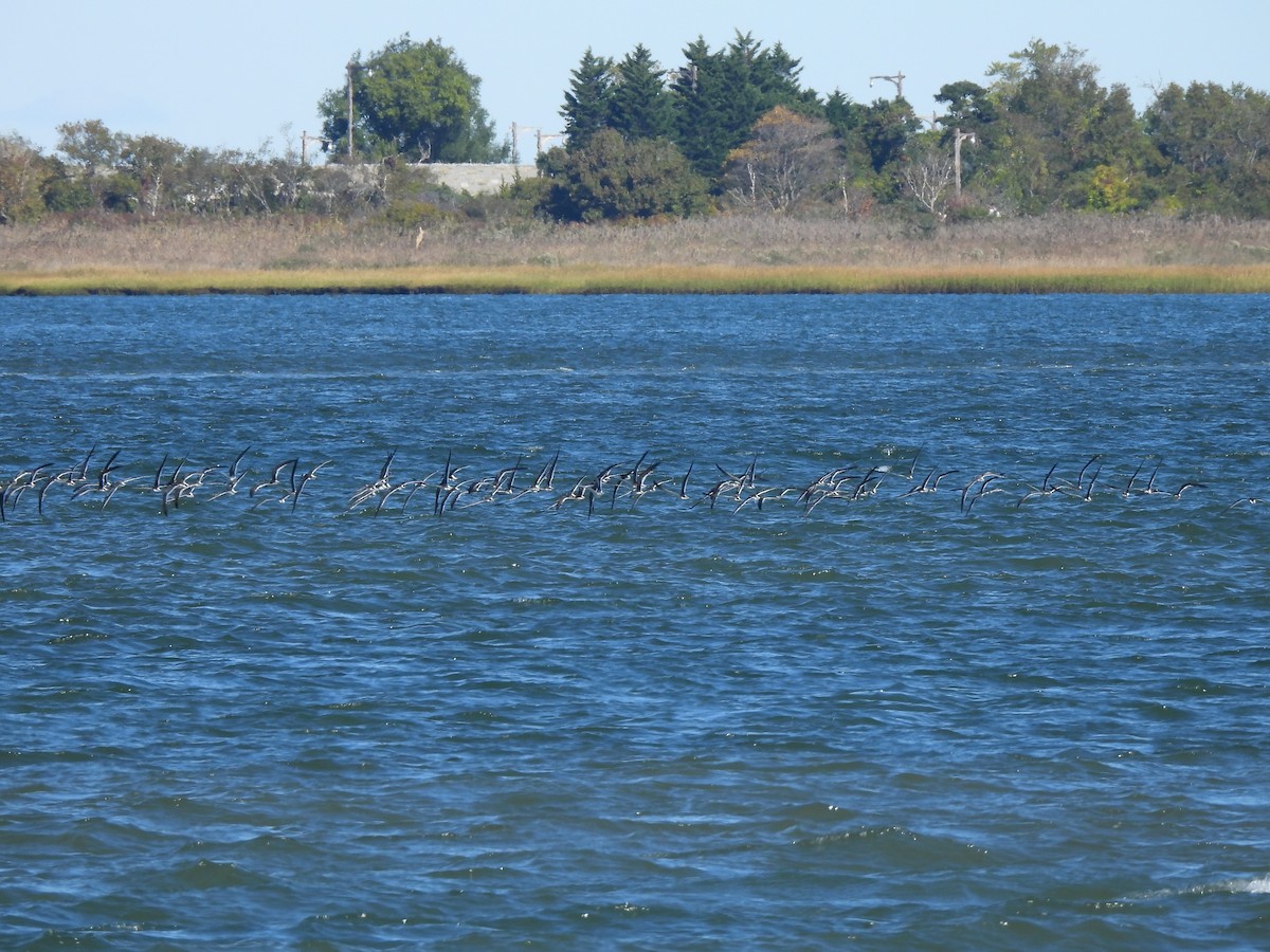 Black Skimmer - ML609908447