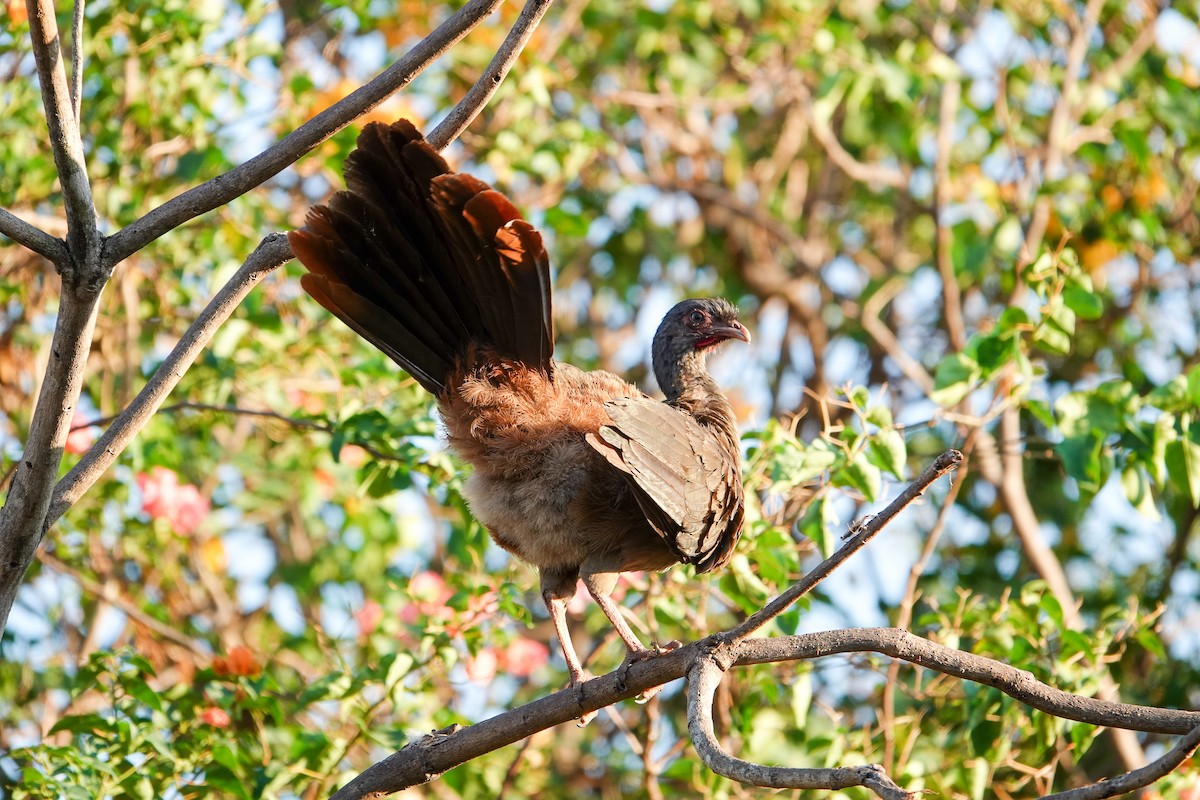 Chachalaca Charata - ML609908518