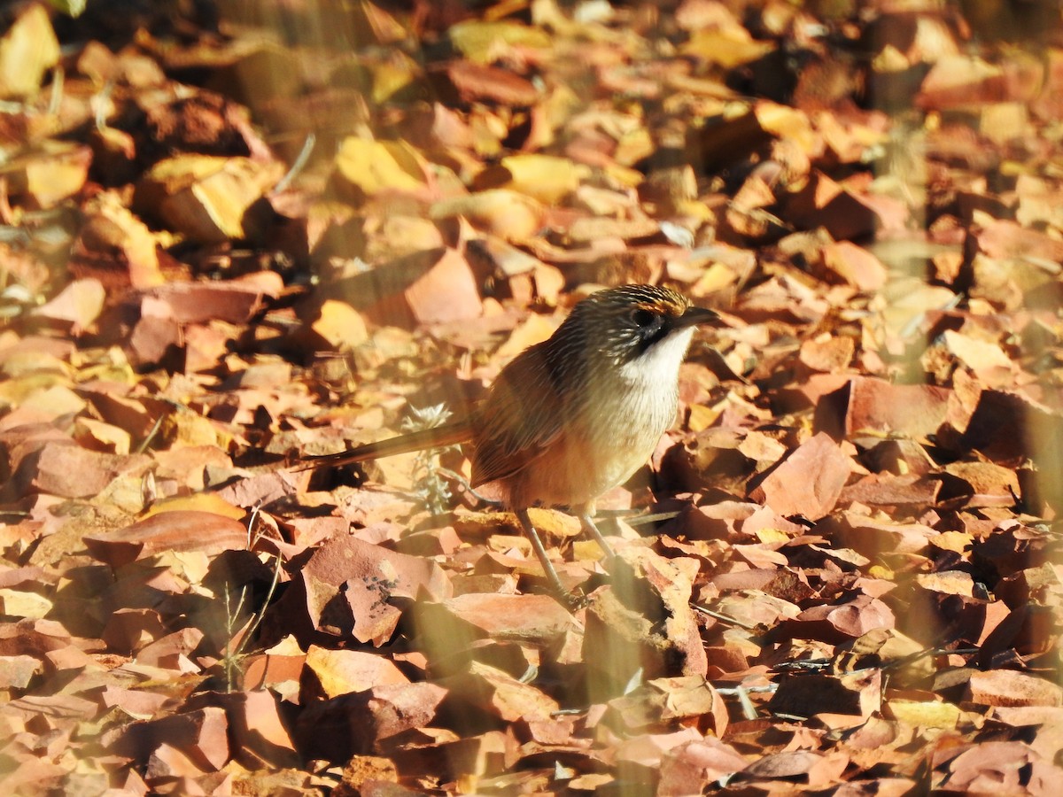 Opalton Grasswren - David Eddington