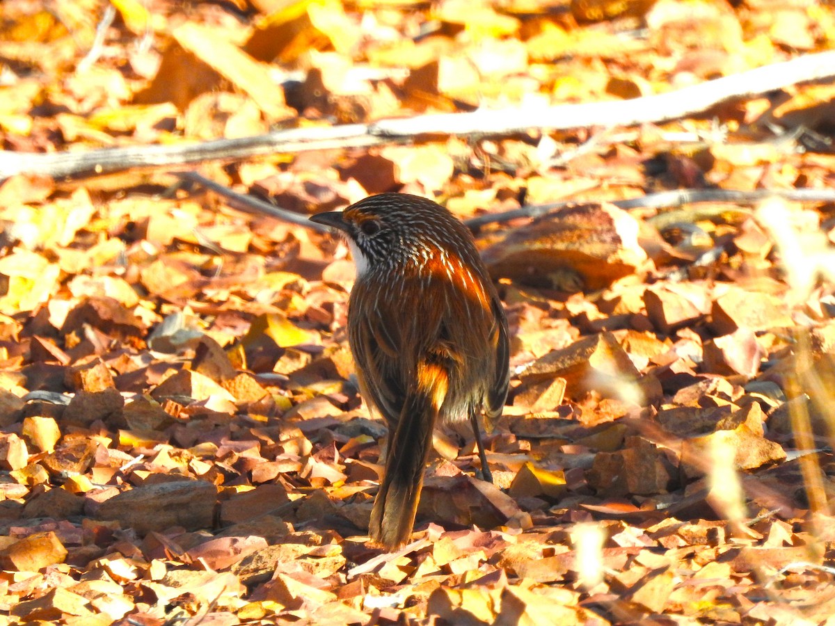 Opalton Grasswren - ML609908603