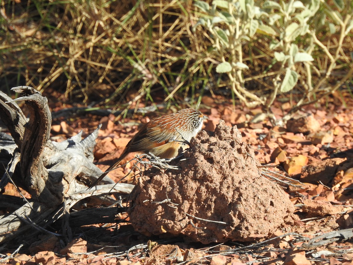 Opalton Grasswren - ML609908619