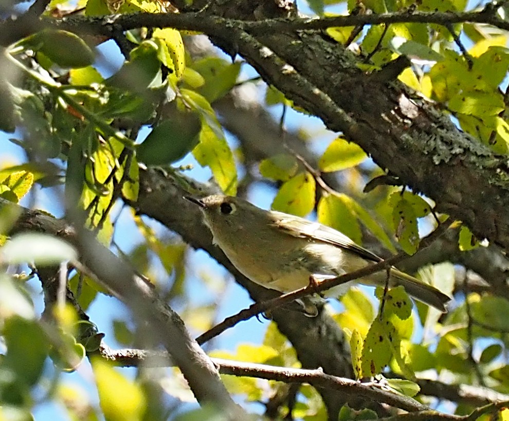 Ruby-crowned Kinglet - ML609908661