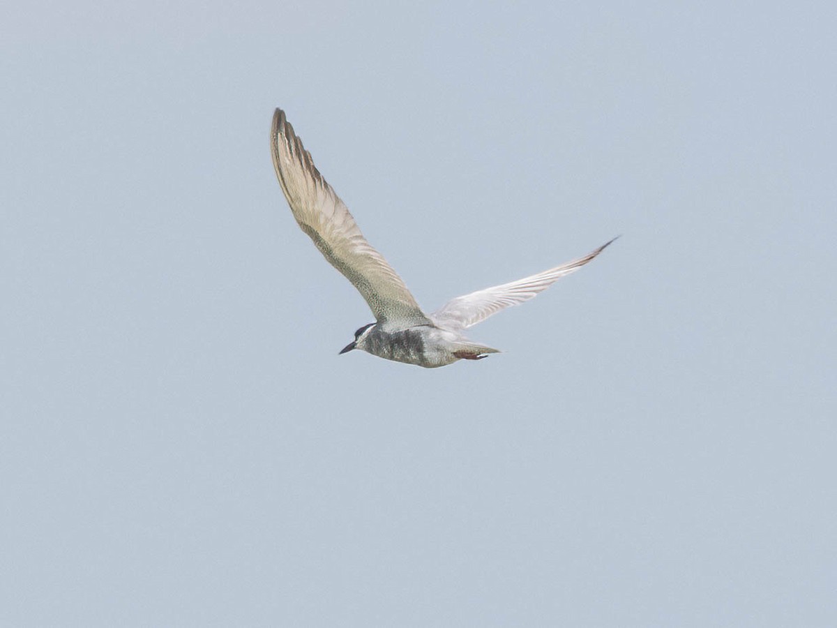 Whiskered Tern - ML609908706