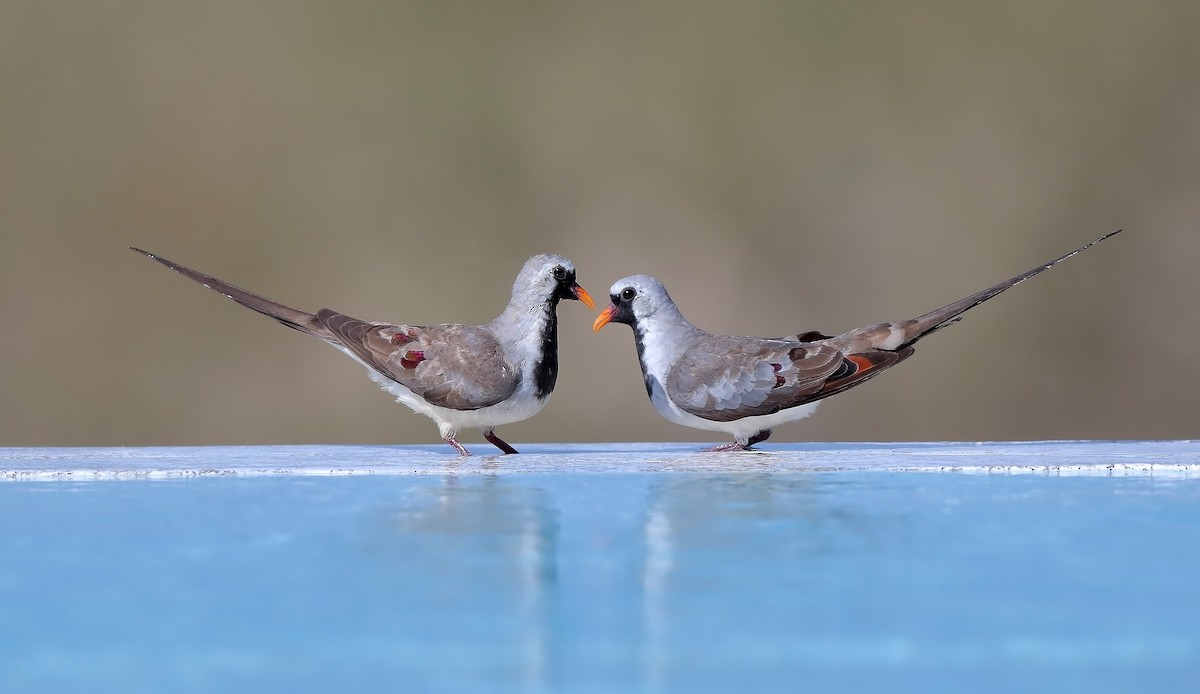 Namaqua Dove - ML609908724