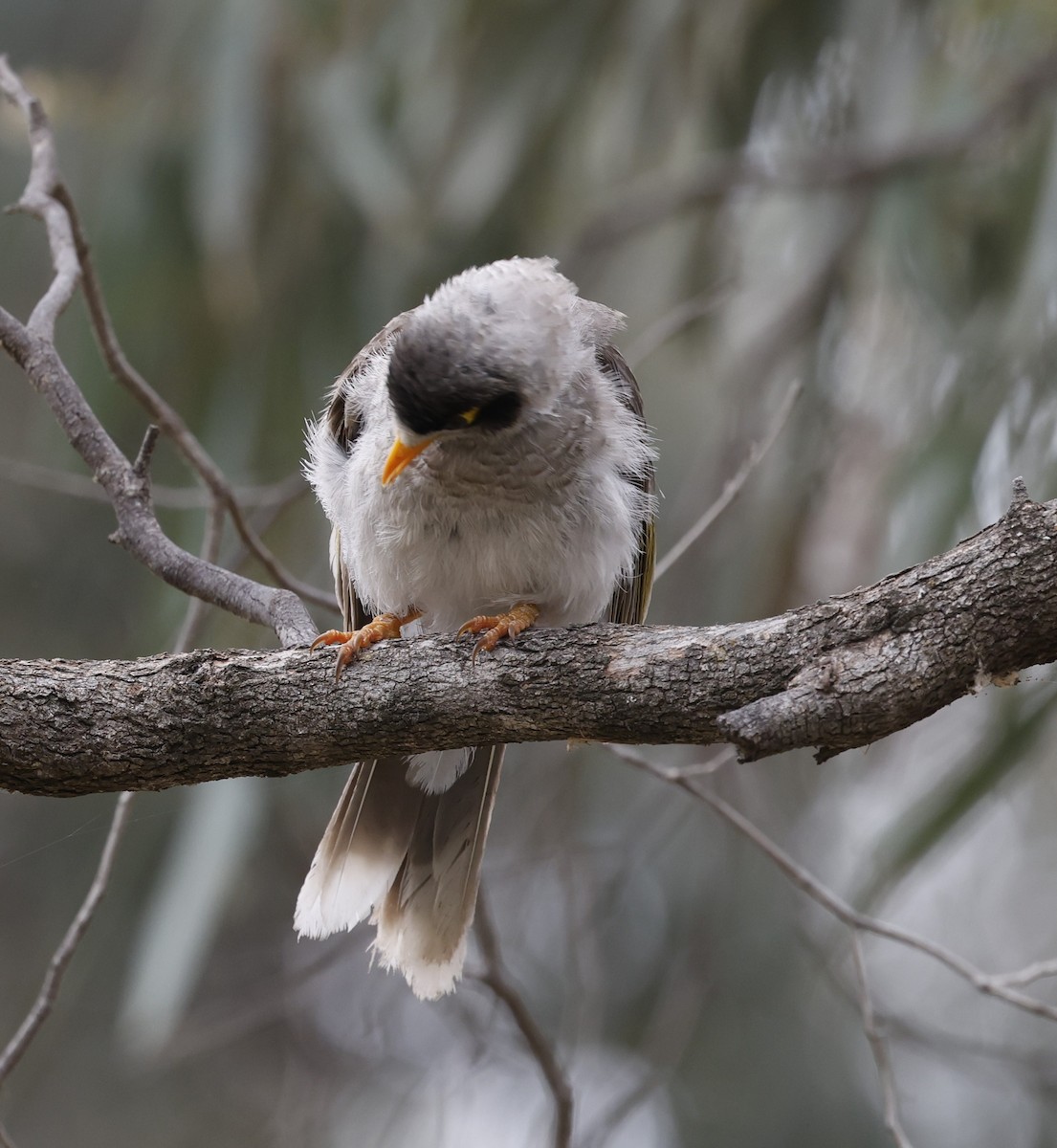 Noisy Miner - ML609908781