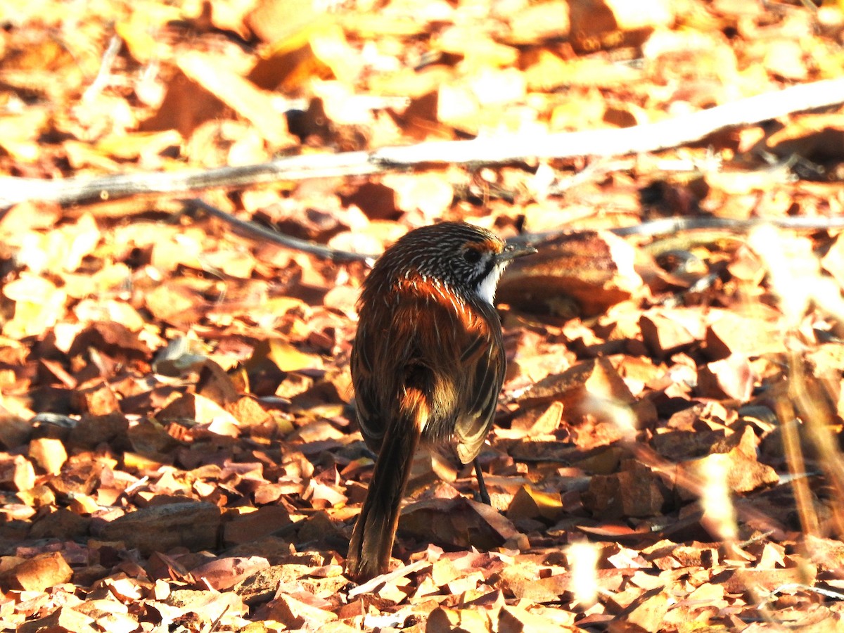 Opalton Grasswren - ML609908786