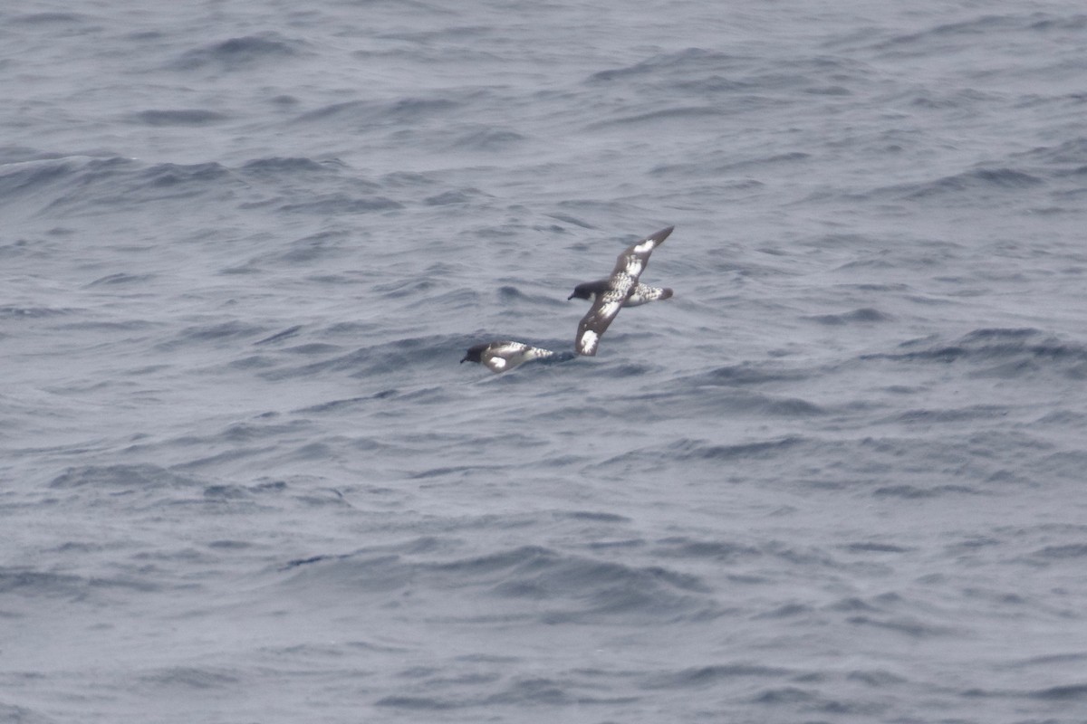 Cape Petrel - ML609908812