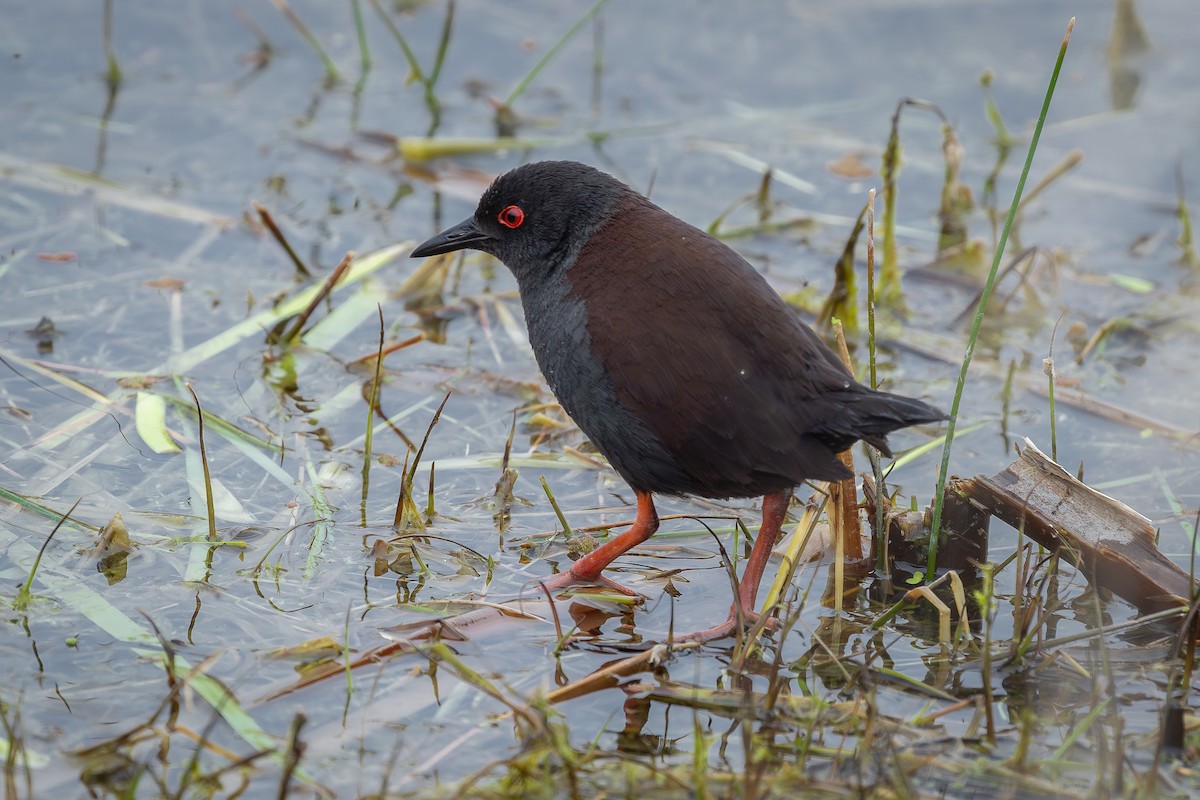 Spotless Crake - ML609908869