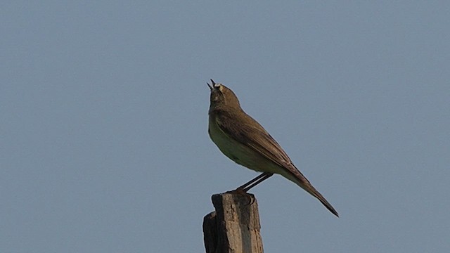 Willow Warbler - ML609908911