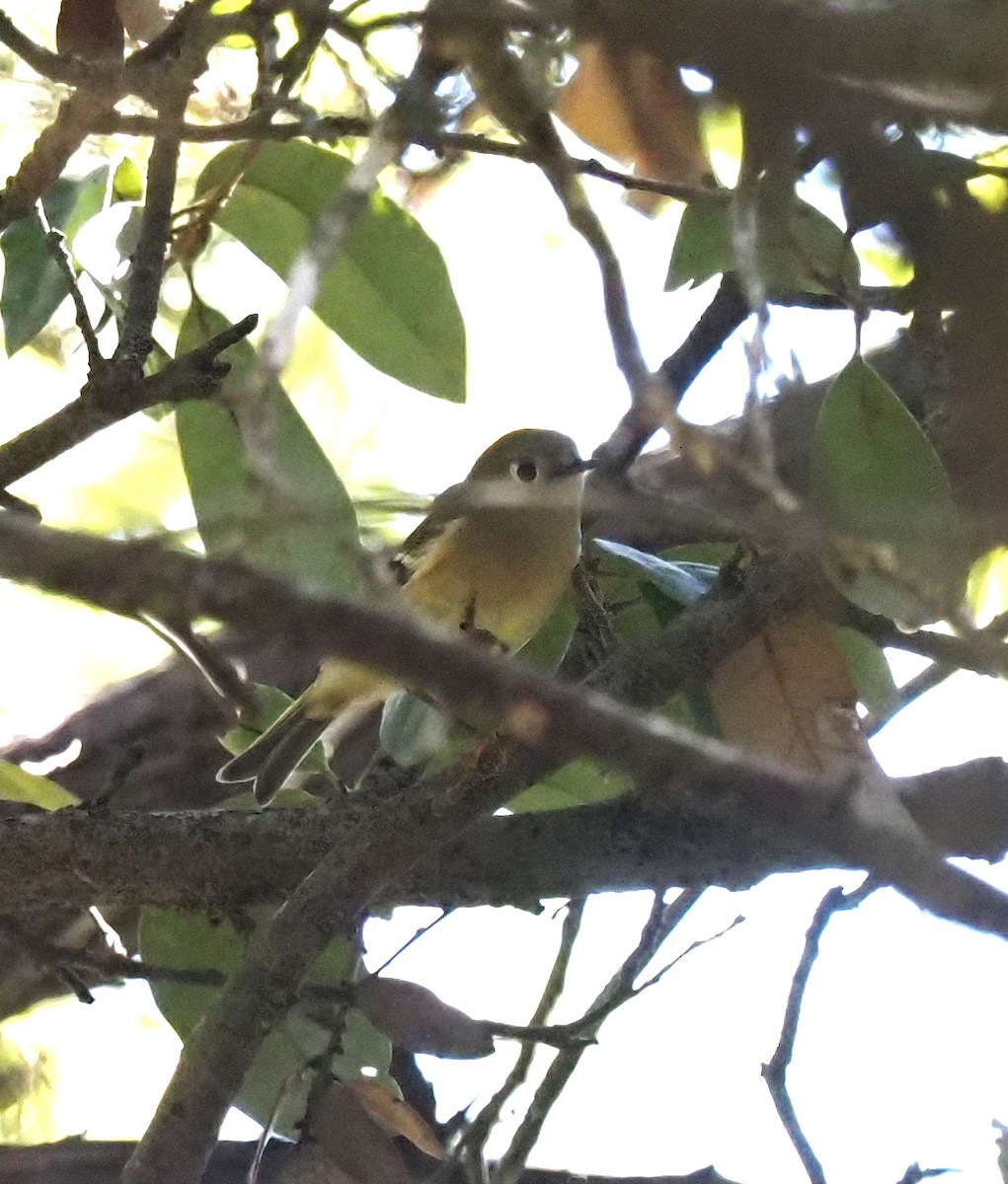 Ruby-crowned Kinglet - ML609908922