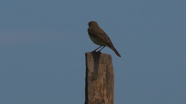 Willow Warbler - ML609908931