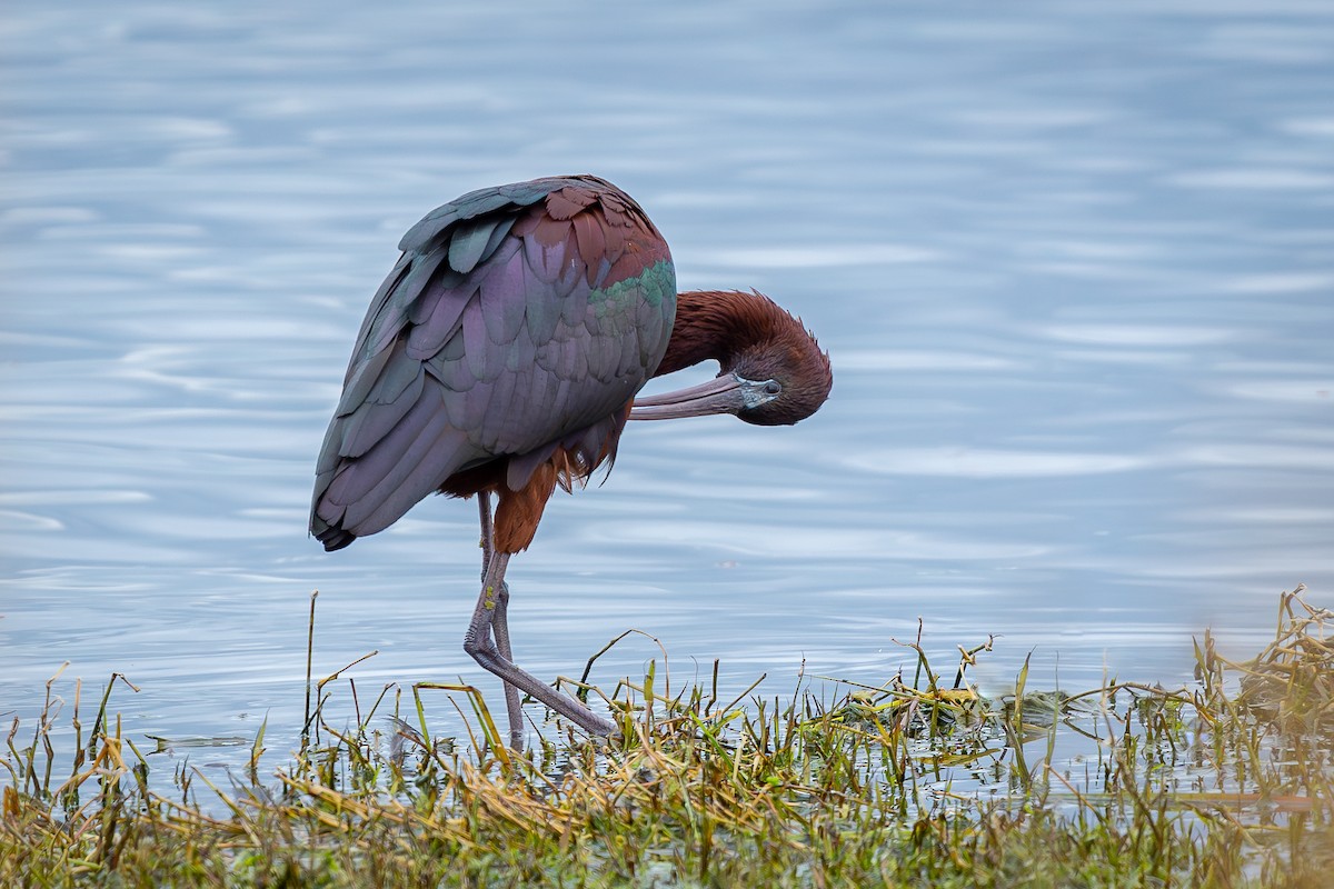 Glossy Ibis - ML609909070