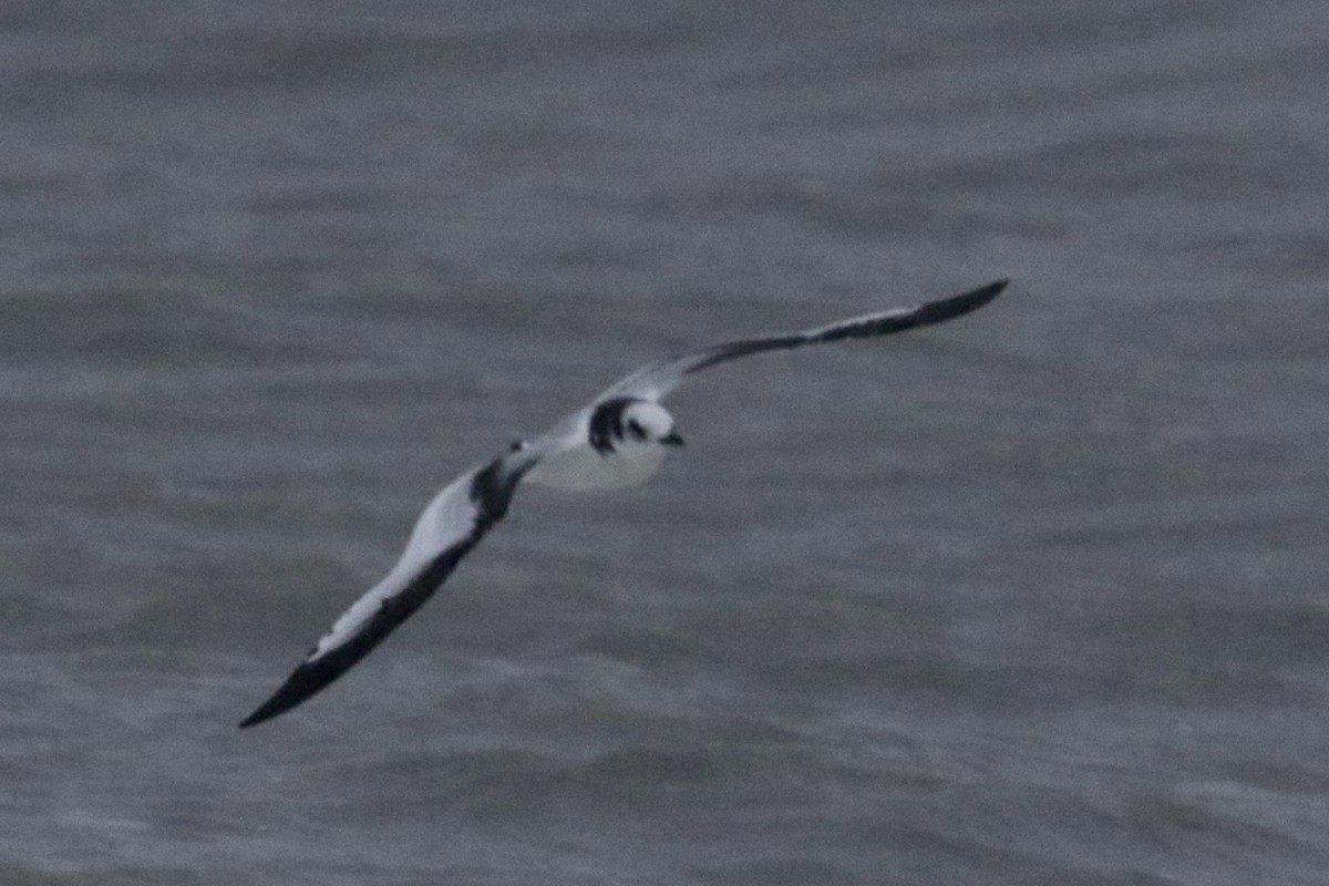 Black-legged Kittiwake - ML609909100