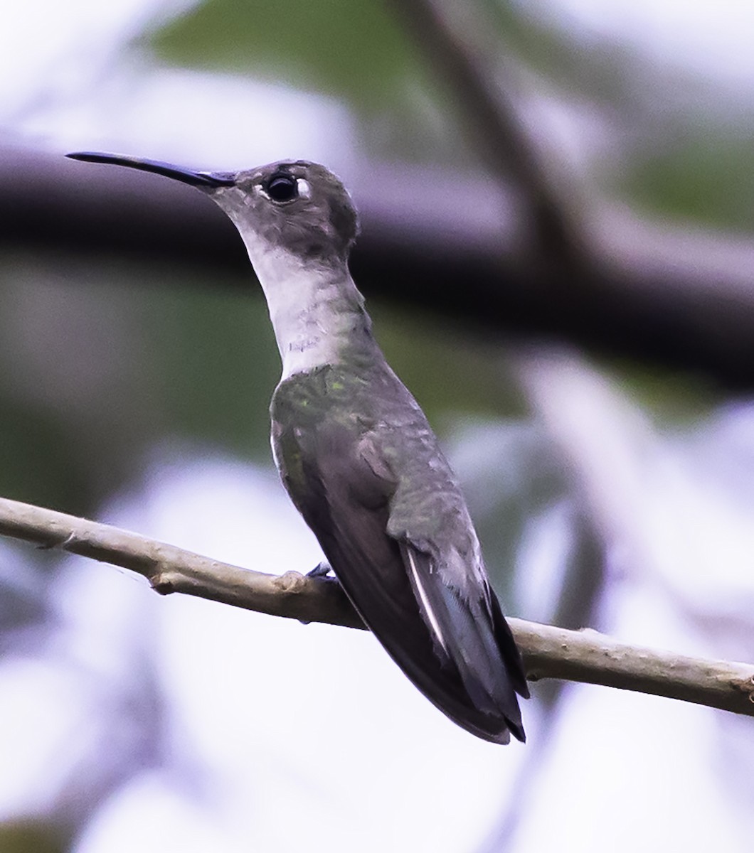 Tumbes Hummingbird - David Muth