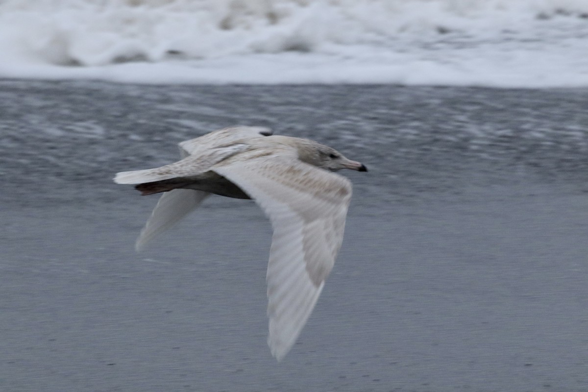 Glaucous Gull - ML609909110