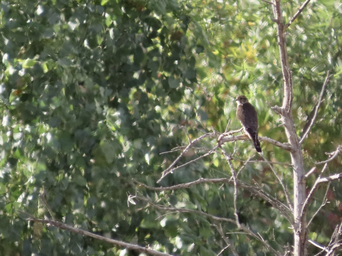 Prairie Falcon - Luca Cacciottolo