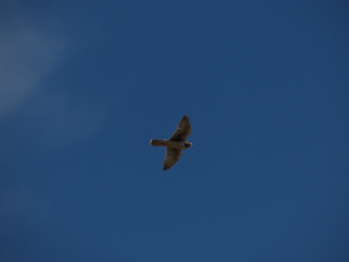 Prairie Falcon - Luca Cacciottolo