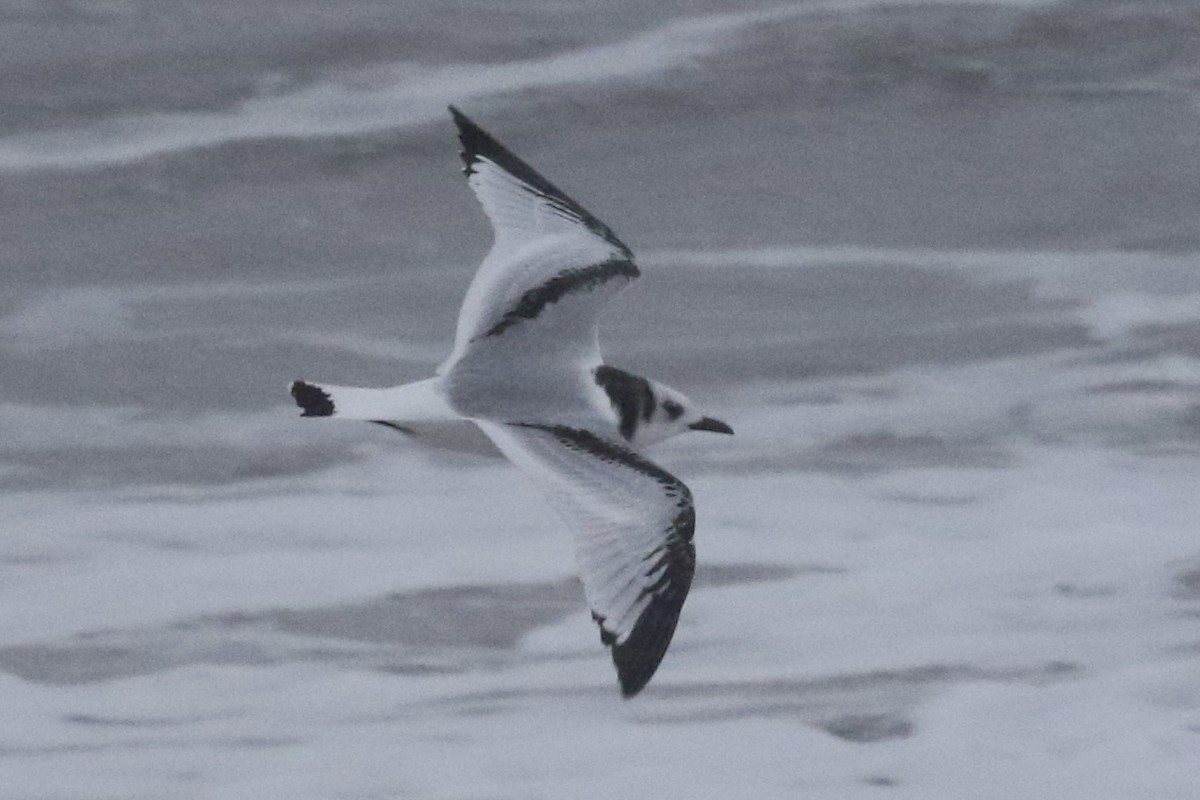 Black-legged Kittiwake - ML609909167