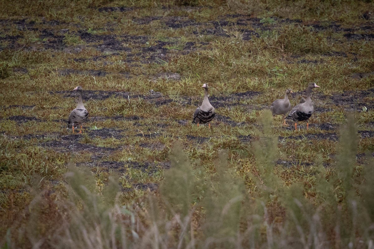 Greater White-fronted Goose - ML609909230